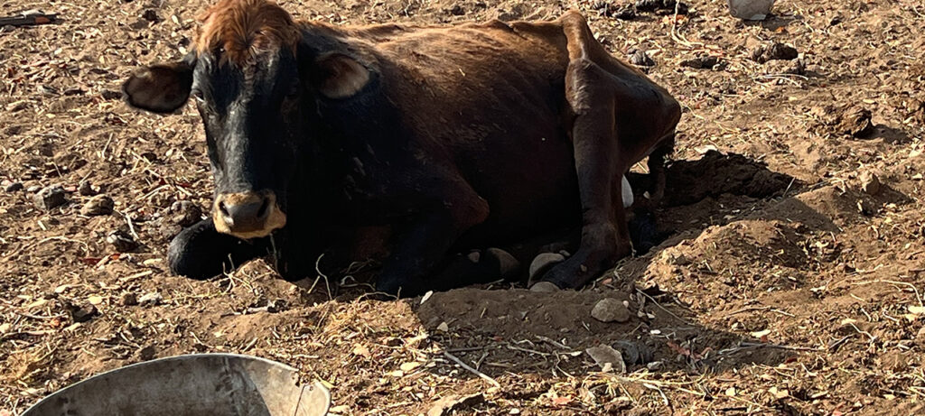 Local cow eating a mineral block.