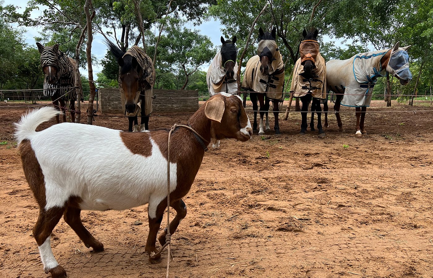 Horses Intrigued by the Playful Antics of a Goat
