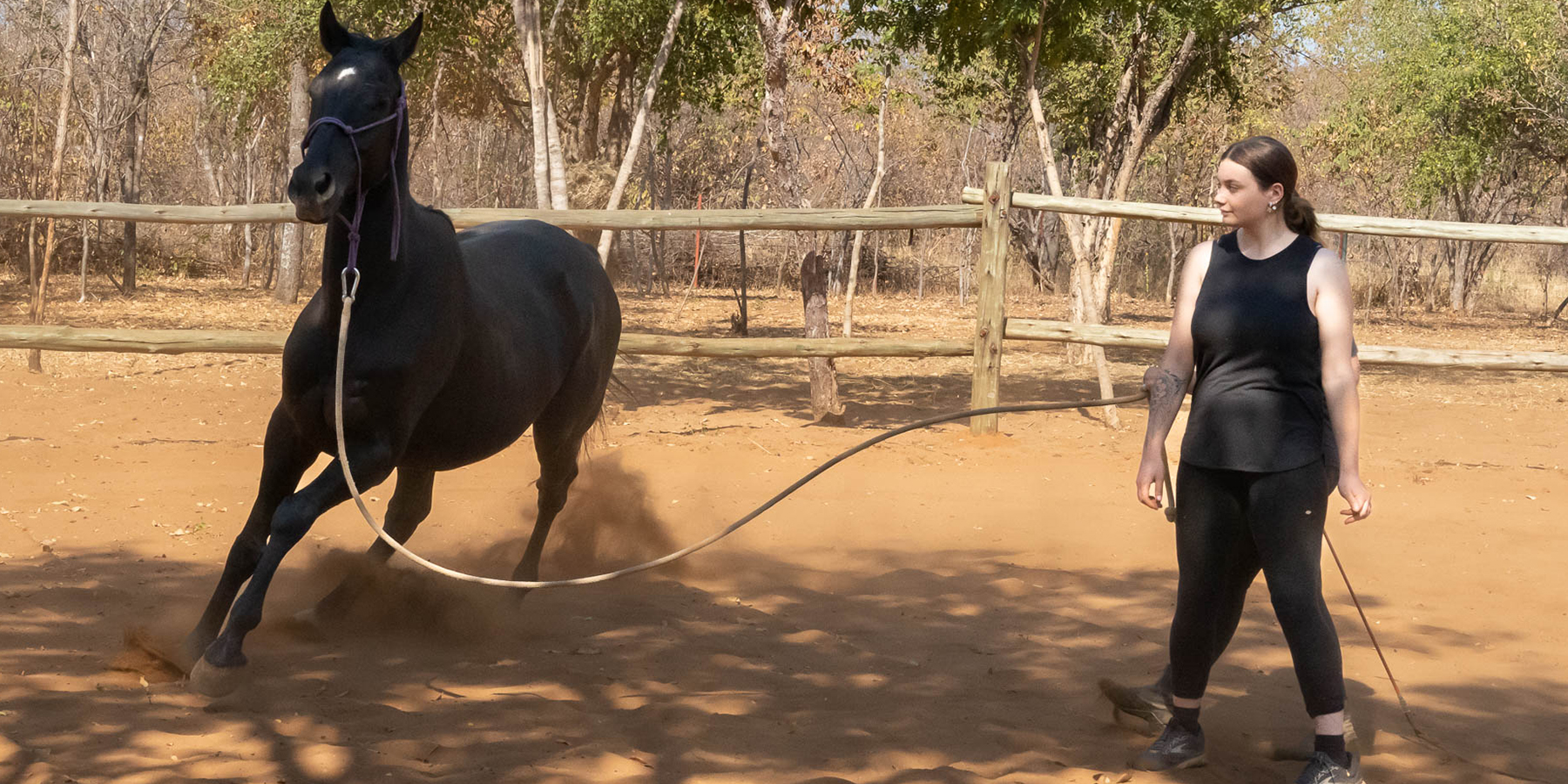 Volunteer practicing advanced natural horsemanship liberty work and groundwork training with black horse at Wild Bhiza training arena in Chisuma Village Zimbabwe near Victoria Falls