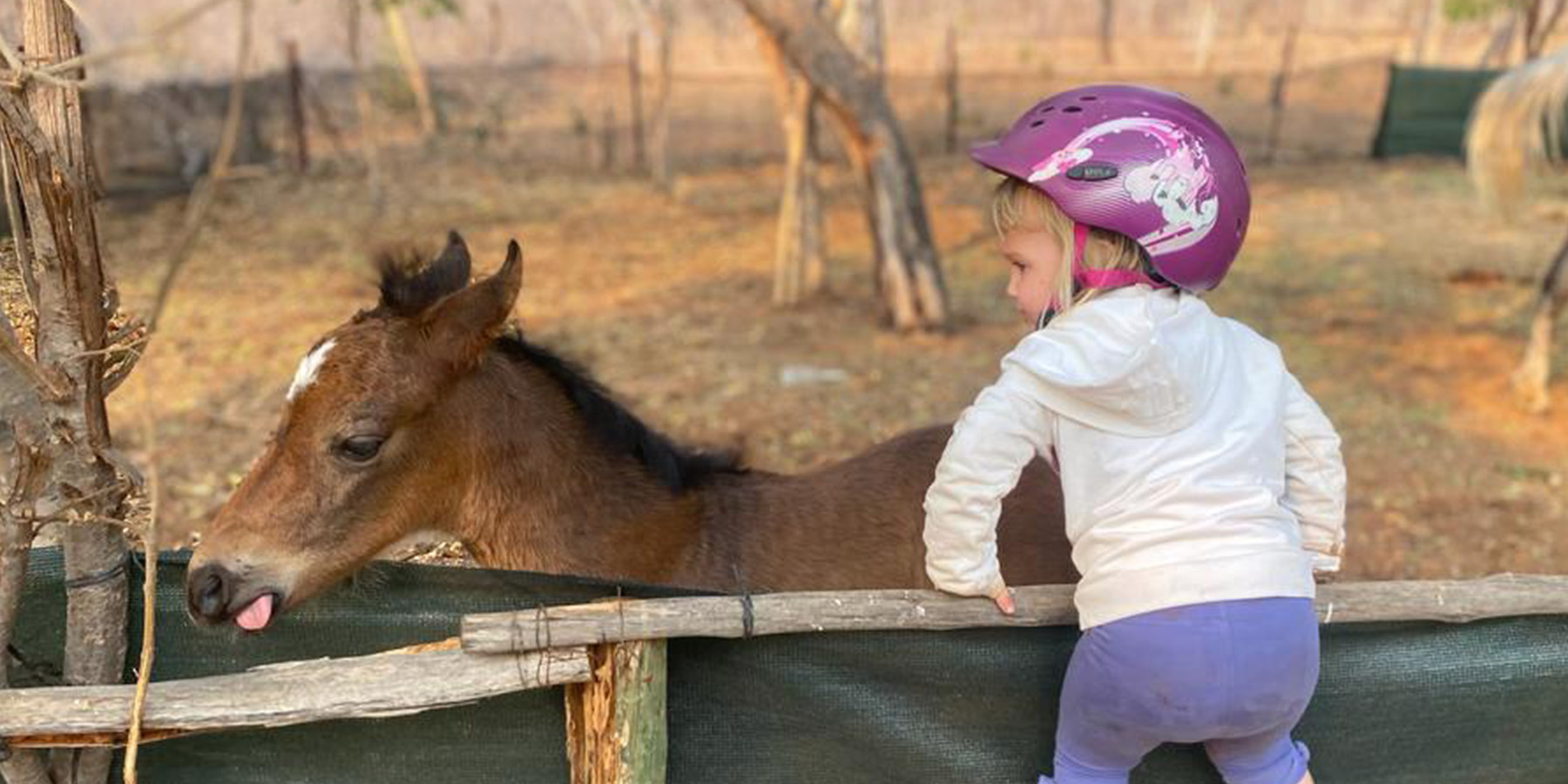 Young child in purple riding helmet meeting Mshango the newborn foal at Wild Bhiza Stables near Victoria Falls Zimbabwe
