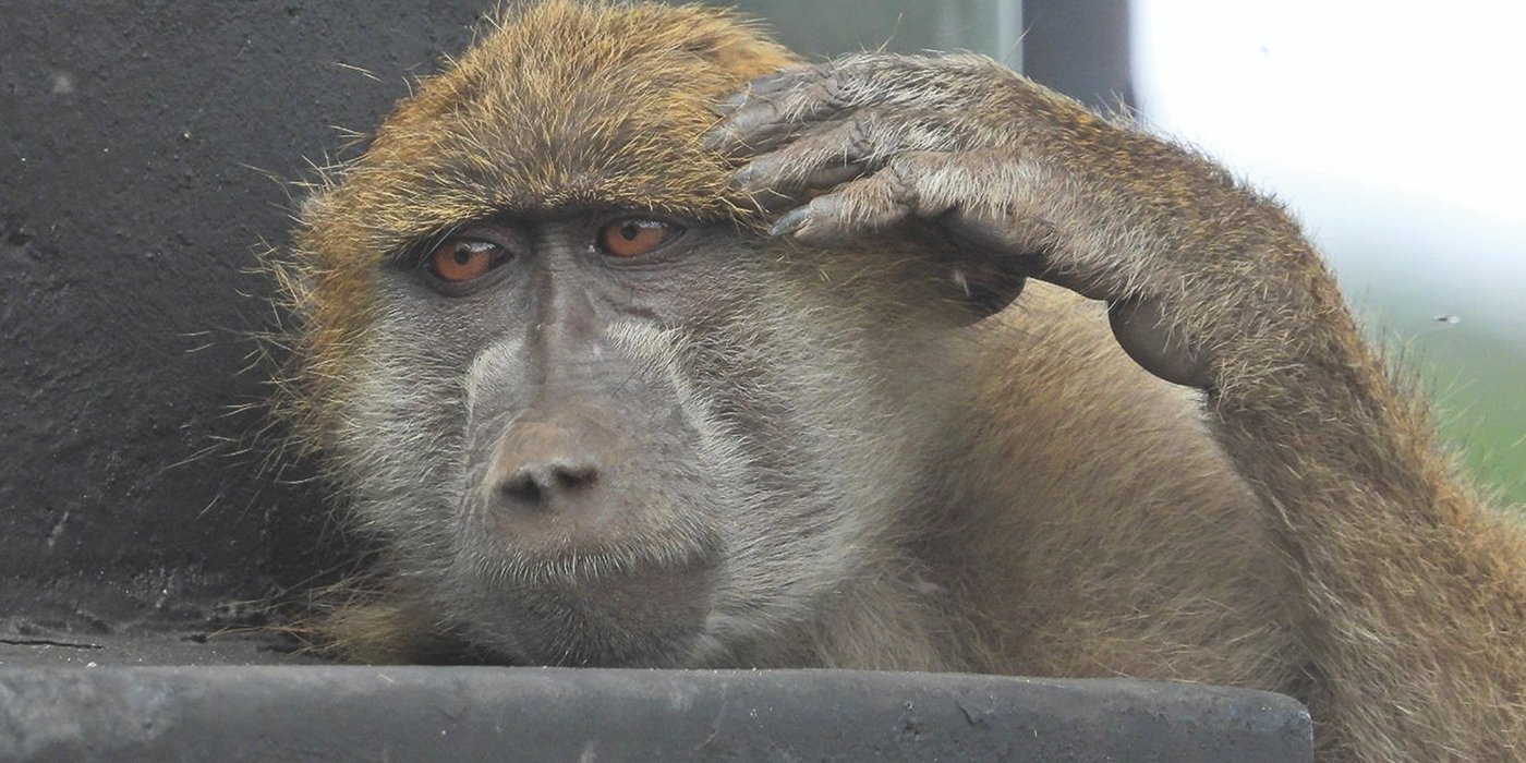 A baboon sits on a rocky perch, one hand cradling its head in a contemplative pose. With eyes gazing into the distance, it appears lost in deep thought, offering a glimpse of introspection in the African wilderness.