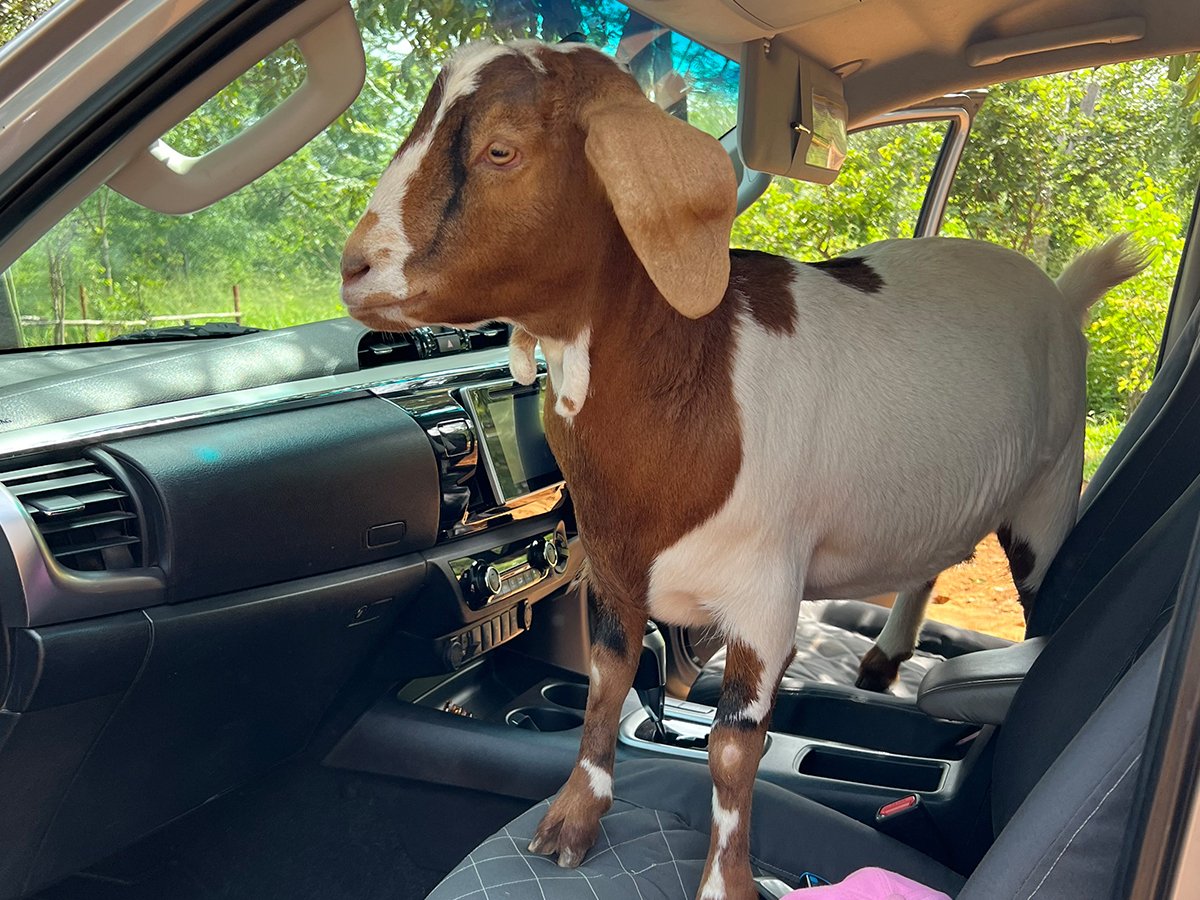 Chicken the goat eagerly eyeing a drive, ready for an adventure