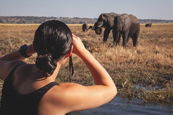 On a game drive through Zambezi National Park, marvel up close at the majestic sight of an elephant, a powerful reminder of the wild's timeless beauty.