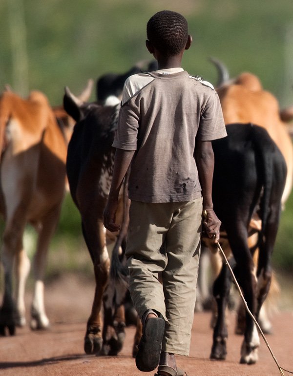 Young Boy Herding Cows in the Communal Lands
