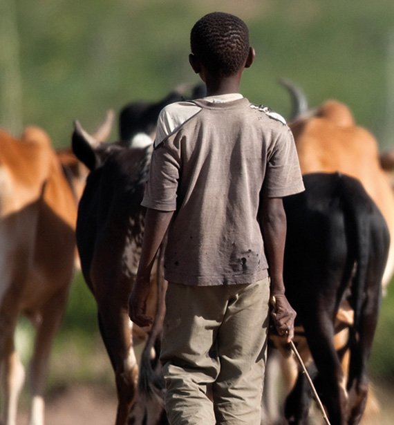 A boy tending to cows in the communal lands.