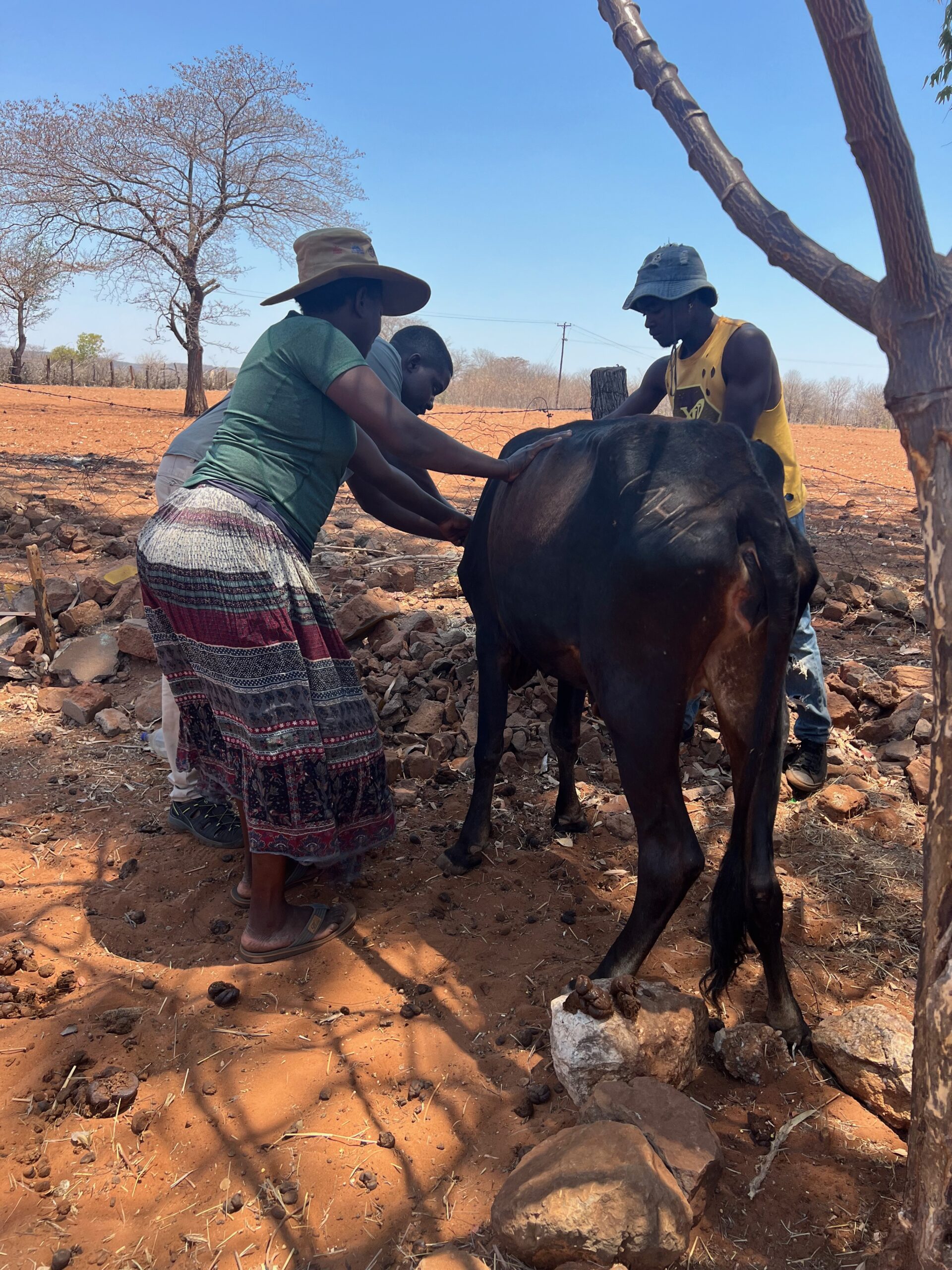 Community-Animal-Welfare-Veterinary-Care-Wild-Bhiza-Zimbabwe-Volunteers Volunteers and local community members providing veterinary care to cow in rural Zimbabwe through Wild Bhiza and CARE animal welfare outreach program