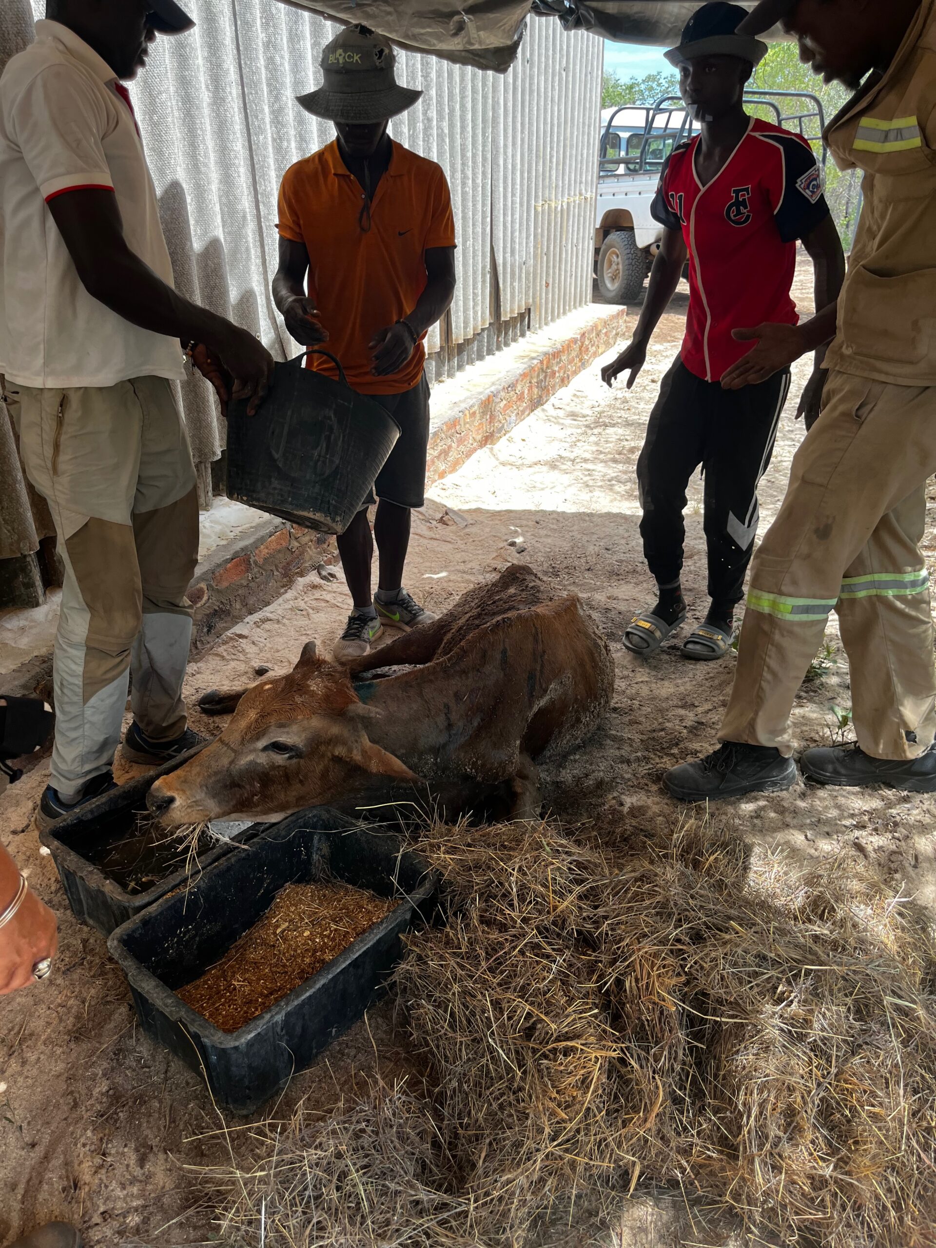 Emergency-Donkey-Care-Community-Veterinary-Outreach-Wild-Bhiza-Zimbabwe Community members and volunteers providing emergency veterinary care to donkey in rural Zimbabwe through Wild Bhiza and CARE animal welfare partnership