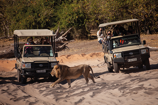 Safari Zambezi River Elephants Victoria Falls Zimbabwe Boat safari on the Zambezi River viewing elephants, hippos and wildlife near Victoria Falls, Zimbabwe